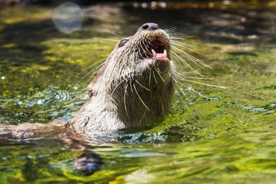 Odderen er et sj�ldent syn