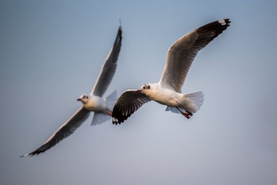 Husejere skal jagte m�ger v�k