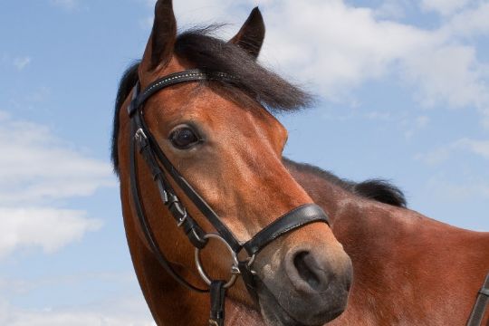 Hest med tom sulky indfanget