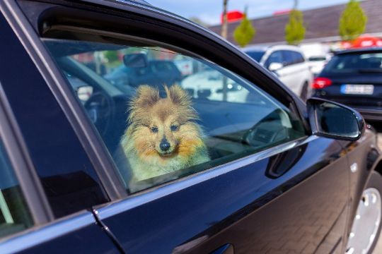 Efterlad ikke hunden i bilen