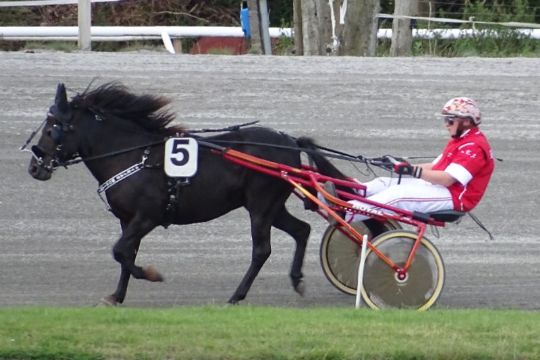 Dygtige ponykuske g�ster Bornholm