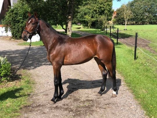 Bornholmsk unghest solgt til Billund