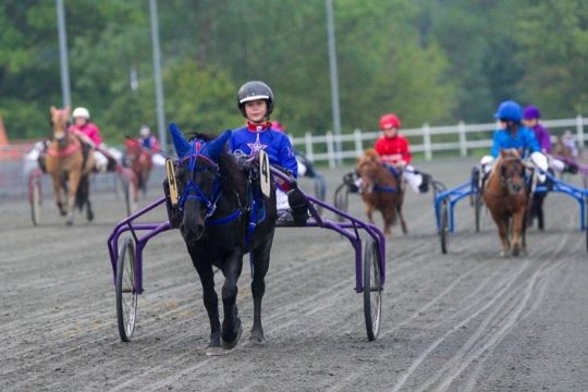 Ponykuske g�ster hovedstaden