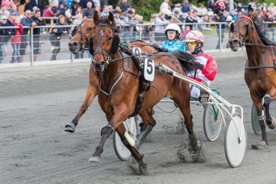 Uheldig BM-hest startklar igen