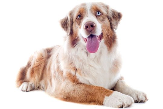 Hyrdehund stak af fra ejer