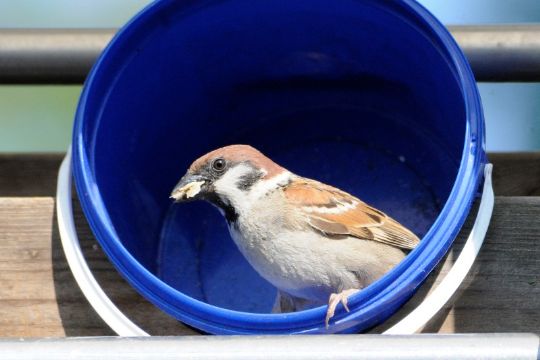 Lav selv mad til fuglene