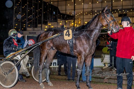 Tre anpartsheste til tops i hovedstaden