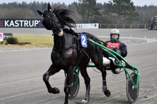 Anpartshest fik aldrig frit l�b i Skive