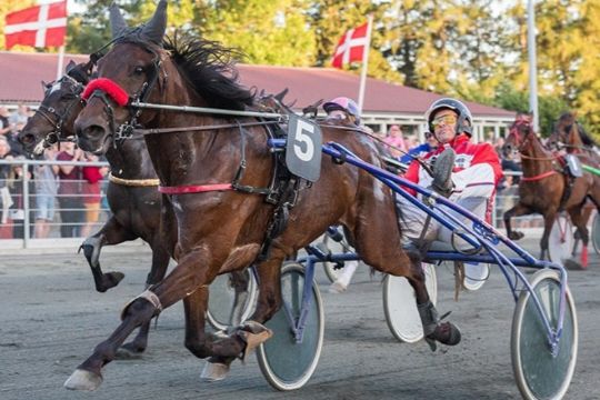 13-�rig travhest g�r comeback