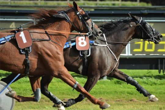 Delejet bornholmsk hest svigtede som favorit