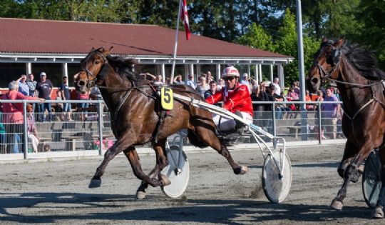 �rets travhest i 2017 pr�ver atter p� udebane