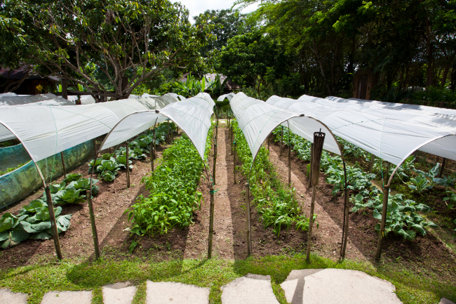 �kologisk producent tvunget til lukning