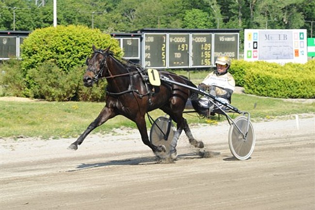 Ny travhest p� vej til Stefan Lind-Holm
