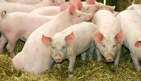 Landboformand glad for h�j svinepris