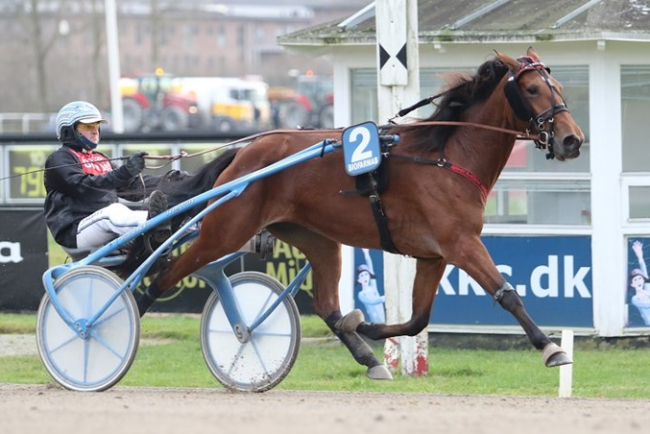 Delejet bornholmsk travhest mod tinderne