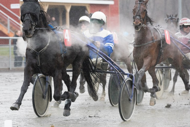 Travhest i Aarhus handlet til Bornholm