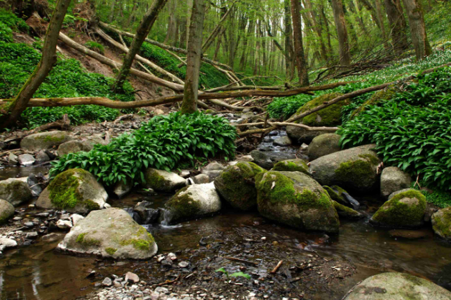 Statslige millioner til milj�tiltag gik tabt 