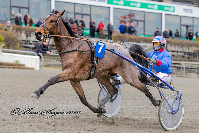 Delvis bornholmskejet travhest til tops