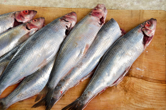 Fisk har forskellige fordele