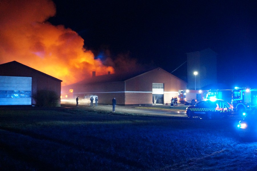 Brand p� g�rd med 600 svin i Pedersker