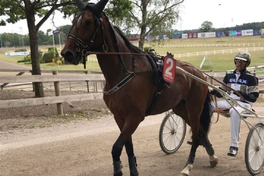 Endnu en travhest handlet til Bornholm