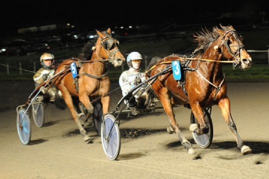 �rgangshest k�bt til Bornholm