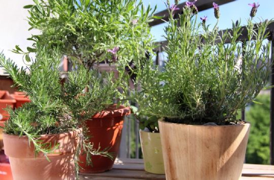 Omplantning i nye potter