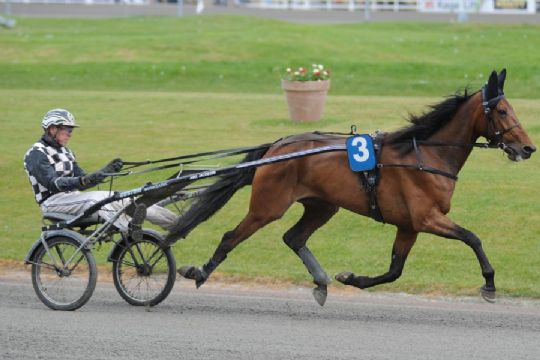 Derbyhest solgt til Bornholm