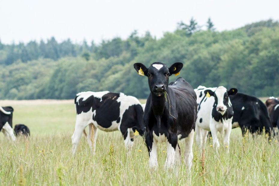 Kv�gbestanden falder i Danmark