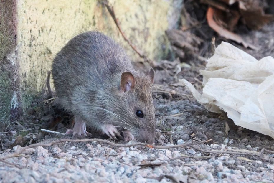 Genoptager bek�mpelse af rotter