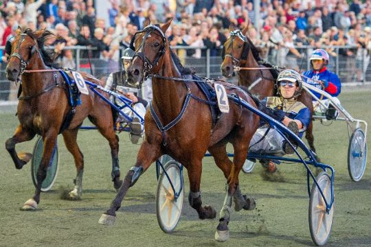 Nye kuske p� bornholmers travheste