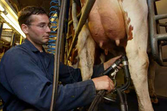 Produktionen af m�lk har toppet