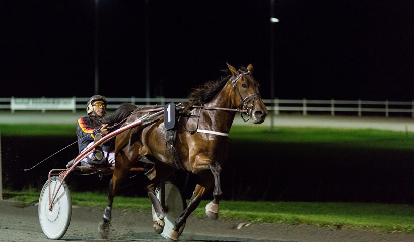 Nye heste fl�j rundt p� travbanen