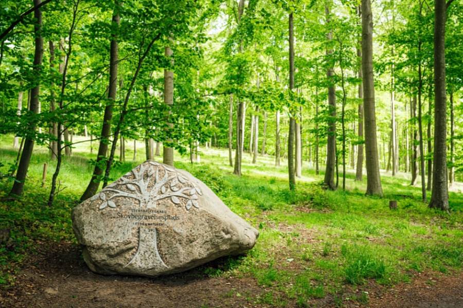 Plantage i Ibsker kan blive gravplads