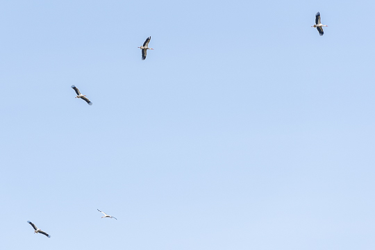 Storkeflok over Aakirkeby