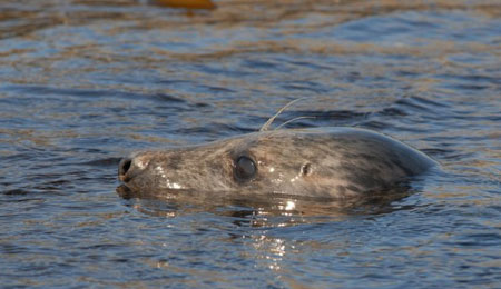 Minister gl�der sig over svensk s�ljagt