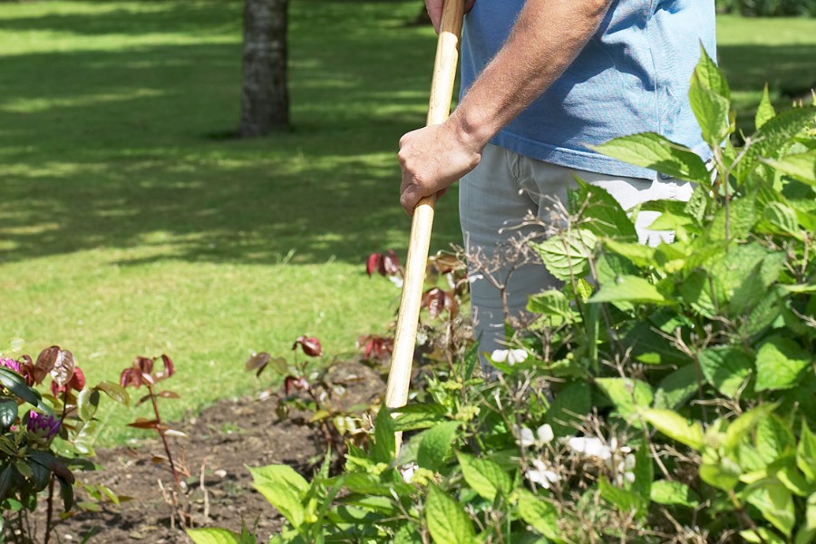 Plantetid for stauder i haven