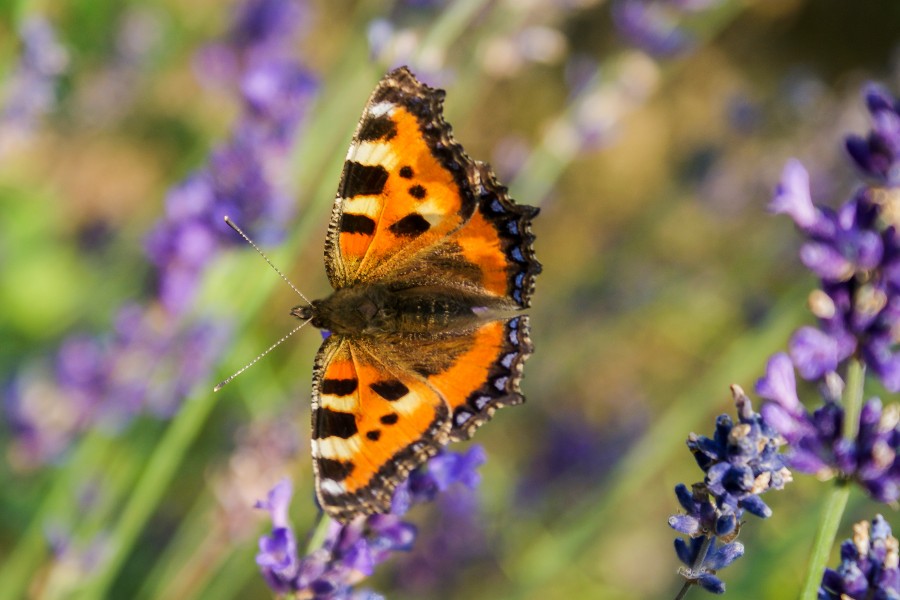 Med for�ret kommer sommerfuglene