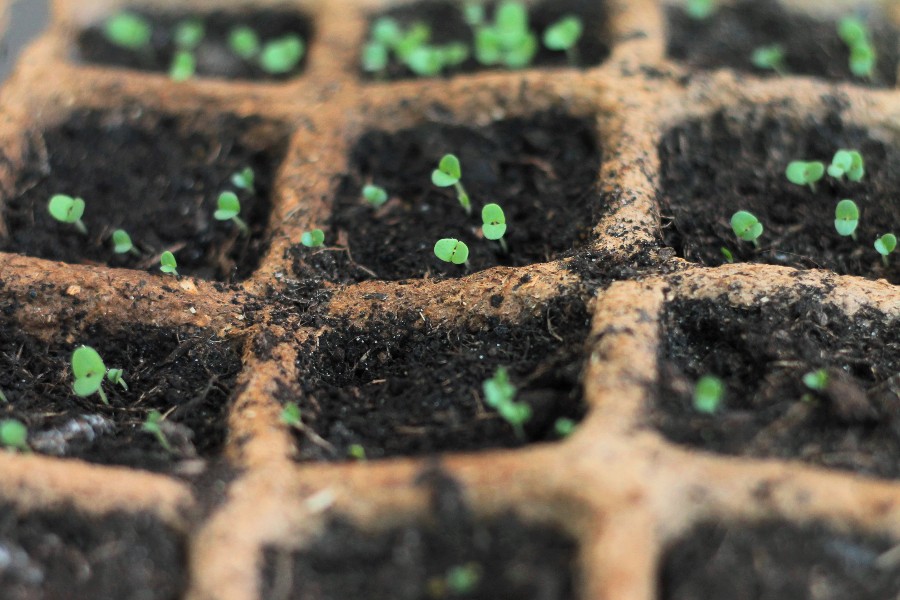 Forkultivering i vindueskarmen