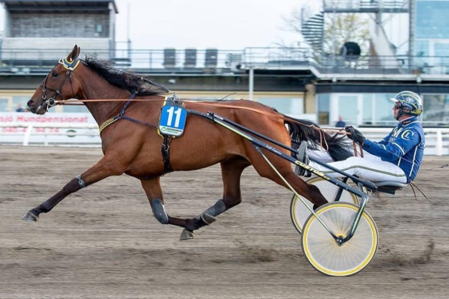 Bornholmsk travhest tredje i Sverige