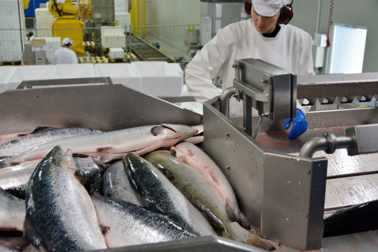 Espersens fabrik i Hasle gen�bner