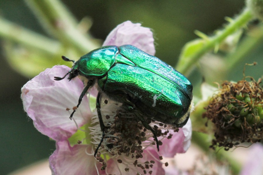 NaturBornholm �bner med s�rudstilling