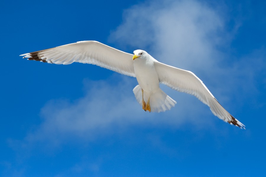 Droner skal ind i kampen mod m�ger