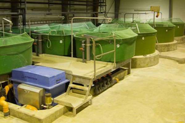 Fors�g i Nex� del af eksamensopgave