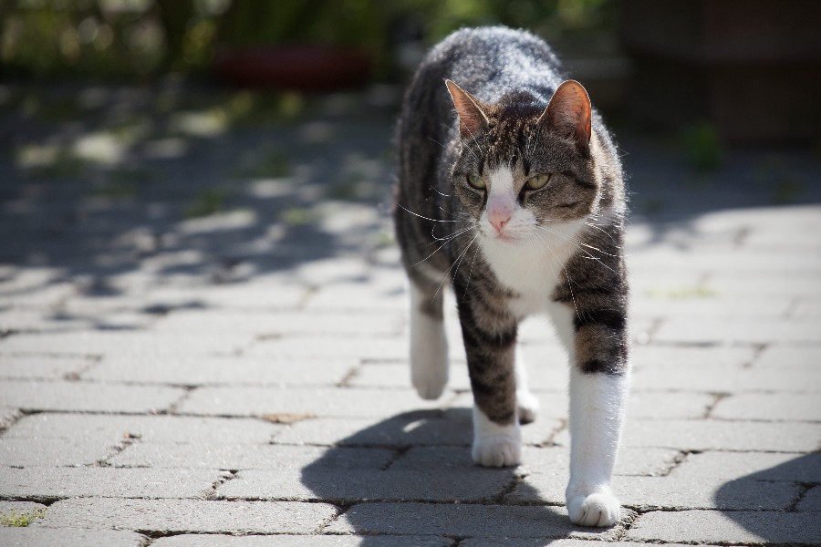 Undg� naboklager p� grund af din kat