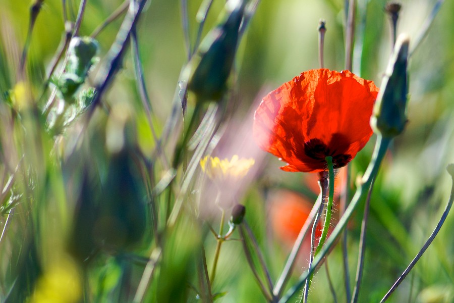 H�st fr� til n�ste �r