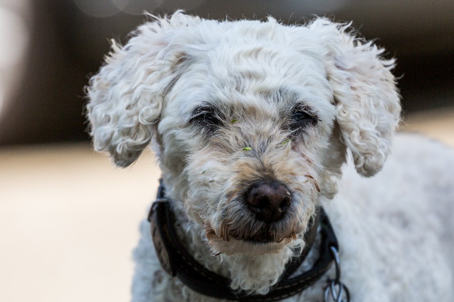 Puddelhund blev glemt i Gudhjem