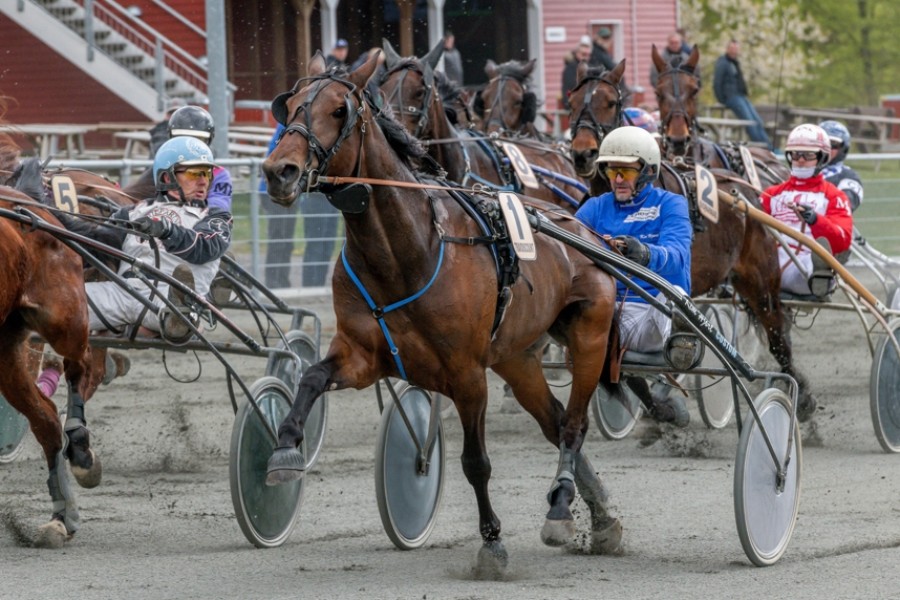 Hest p� Bornholm til l�b i Sverige i dag