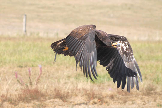 Faunaen er altafg�rende