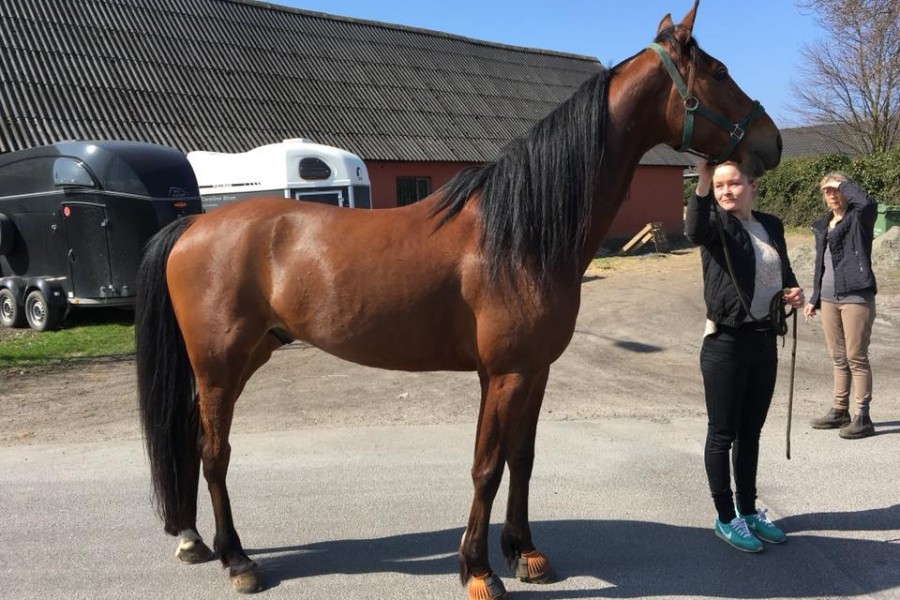 Mie Johnsen til nyt l�b i Sverige